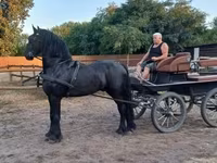 Pastuv, Friesian — fotografija 3