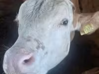 Toro, Simmental cattle — foto 2