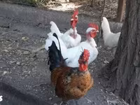 Chickens — photo 4