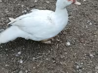 Ducks — Foto 6