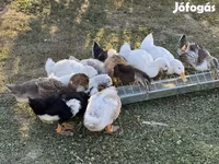 Ducks — الصورة 3