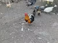 Chickens — foto 3
