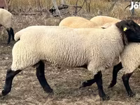 公羊, White Suffolk sheep — 照片 4