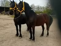 Cavalo, Friesian — foto 6