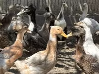 Ducks — fotografija 2