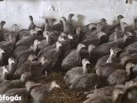 Guinea fowl — 照片 1