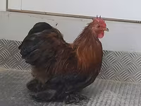 Bantam Pekín — foto 5