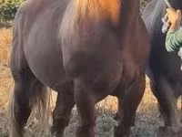 Cavalo, Cavalos — foto 3