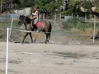 Бие, Polish pony — 3-сурет