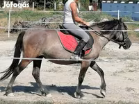 母马, Polish pony — 照片 2