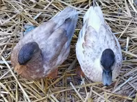 Ducks — фото 1