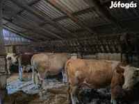 母牛, Simmental cattle — 照片 2