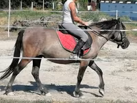 Бие, Polish pony — 2-сурет