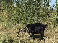 बकरी, Czech Brown Shorthaired goats — फ़ोटो 5
