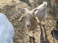 公山羊, Goats — 照片 2