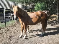 Koń, Konie — zdjęcie 4