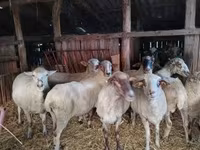 Вівця, Ile-de-France sheep — фото 8