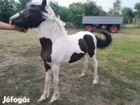 Pastuv, Hucul pony — fotografija 3