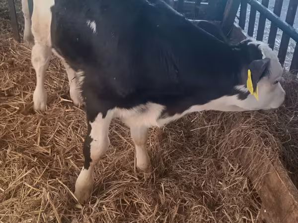 ثور, Simmental cattle