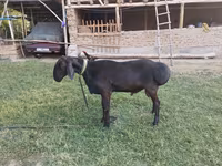 Ram, Arashan sheep — photo 1