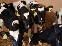 牛只（批次，未指定性别）, Simmental cattle — 照片 3