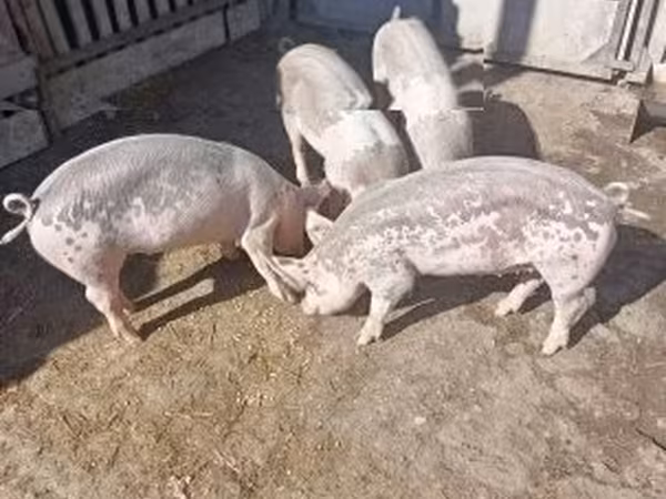 Truie, Porcs — Hongrie