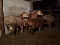 Carneiro, Ovelhas — foto 2