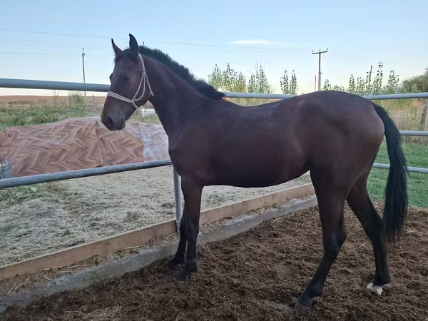 Kobyła, Kazakh horse