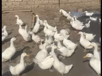 American Pekin — photo 1