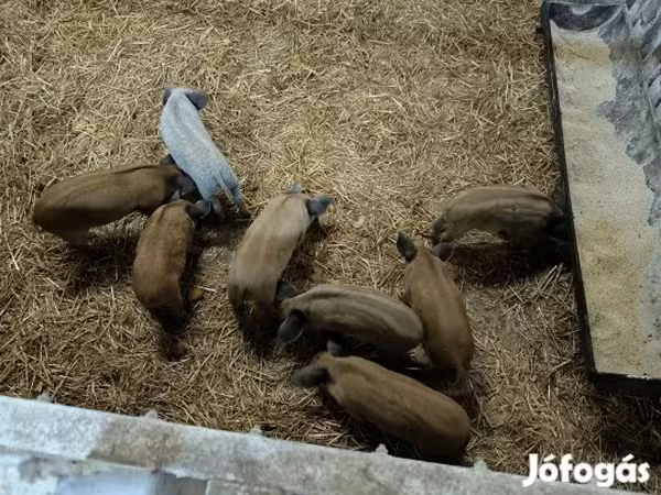 Sow, Мангалица