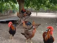 Chickens — foto 3