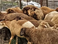 Ovce (partija, pol nije naveden), Karabakh sheep — fotografija 4