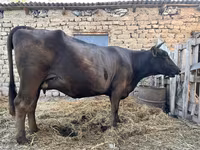 Krava, Swiss cattle — fotografija 5