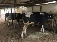 ثور, Russian Black pied cattle — الصورة 1