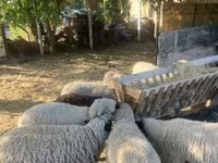 Schaf, White Suffolk sheep — Foto 2