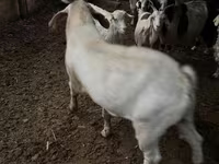 Koza, Козе — fotografija 2