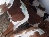 公牛, Simmental cattle — 照片 3
