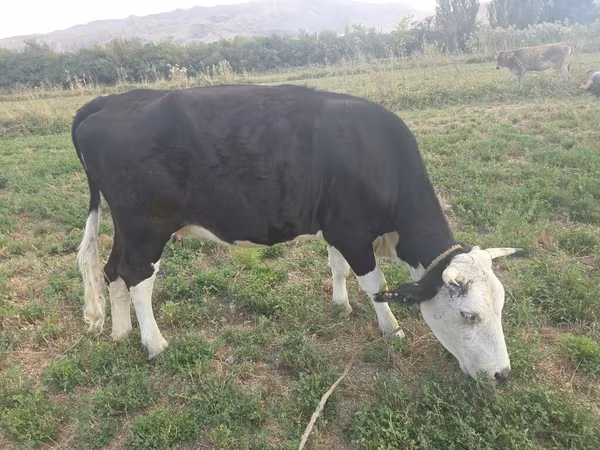 Krava, Aberdinska anguska