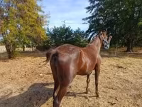 Кобила, Standardbred — фото 4