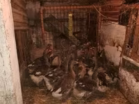 Geese — fotografija 2