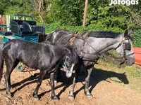 母马, Horses — 照片 2