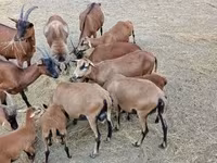 Widder, Cameroon sheep — Foto 3