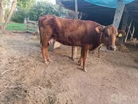 Krava, Red Estonian cattle — fotografija 1