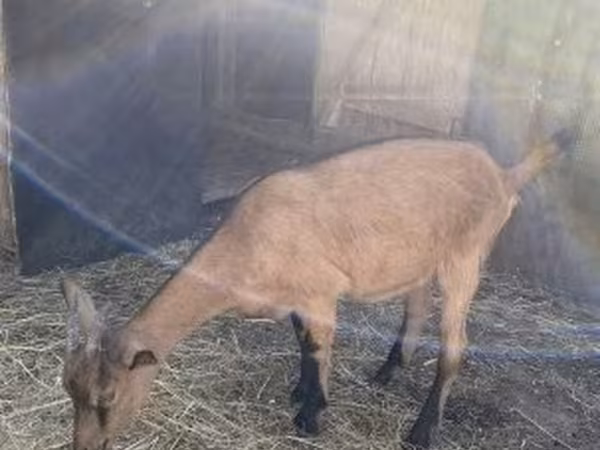 Коза, Alpine goat