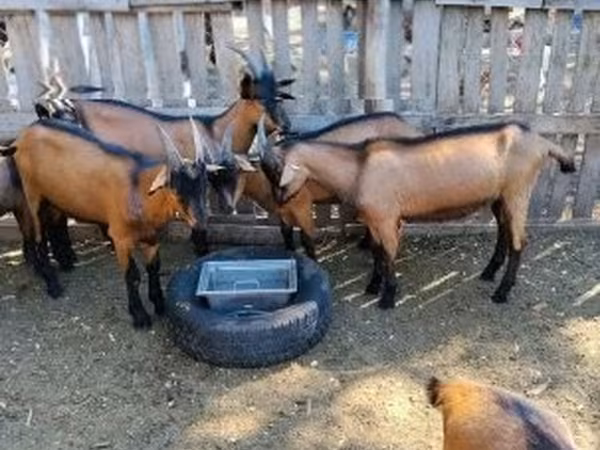 雄ヤギ, Alpine goat — ハンガリー