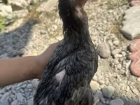 Derbiširska crvenokapa — fotografija 1