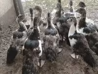 Ducks — fotografija 5