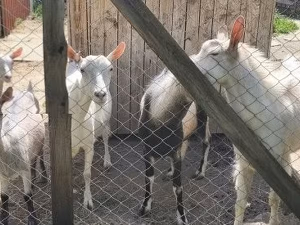 Cabra, Cabras