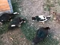 Ducks — zdjęcie 2