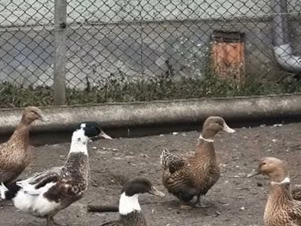 Ducks